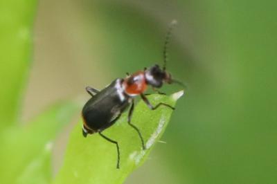 <i>Attalus minimus</i>