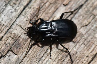 <i>Abax parallelepipedus</i>
