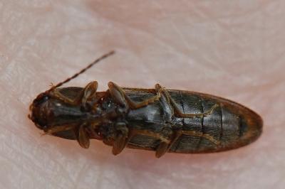 Athous haemorrhoidalis