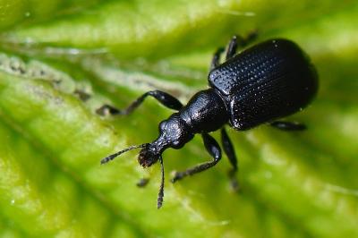 <i>Deporaus betulae</i>