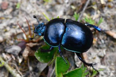 <i>Trypocopris pyrenaeus</i>