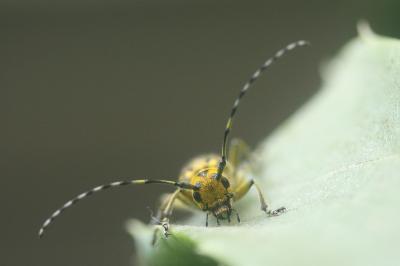 Saperda scalaris