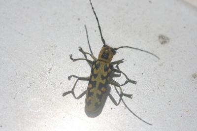 Saperda scalaris
