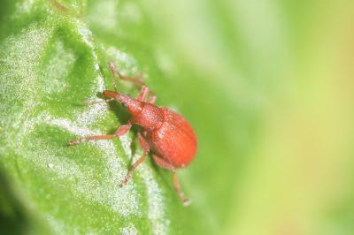 <i>Apion frumentarium</i>