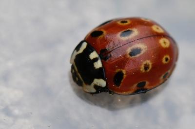 <i>Anatis ocellata</i>