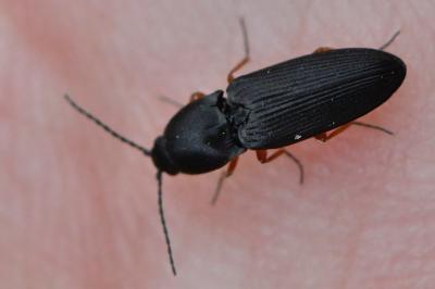 <i>Cardiophorus rufipes</i>