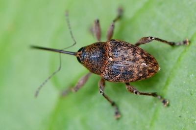 <i>Curculio glandium</i>