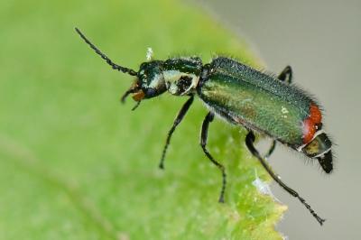 <i>Malachius bipustulatus</i>
