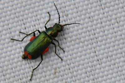 <i>Malachius bipustulatus</i>