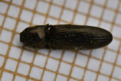 <i>Nothodes parvulus</i>