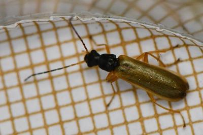 <i>Rhagonycha lignosa</i>