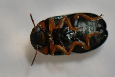<i>Smaragdina</i>