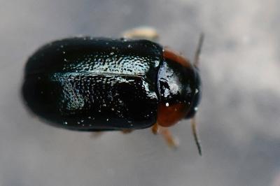 <i>Smaragdina</i>