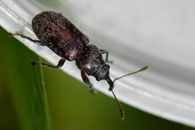 <i>Doydirhynchus austriacus</i>