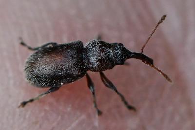 <i>Doydirhynchus austriacus</i>