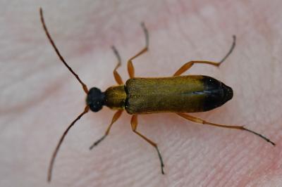 Grammoptera ustulata