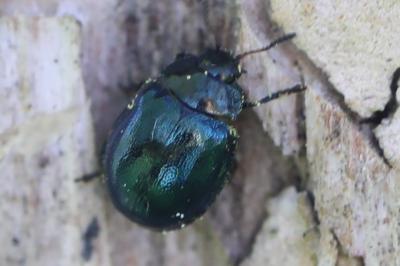 <i>Plagiodera versicolora</i>
