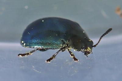 <i>Plagiodera versicolora</i>