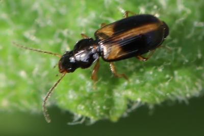 Acupalpus meridianus