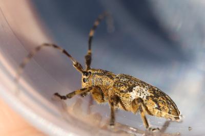 <i>Mesosa nebulosa</i>