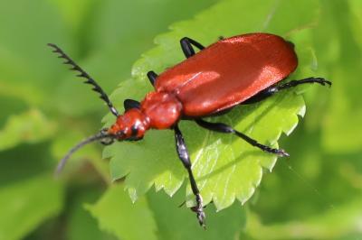 <i>Pyrochroa serraticornis</i>