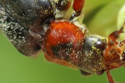 Téléphore moine