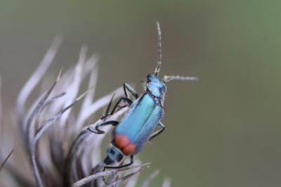 <i>Malachius bipustulatus</i>