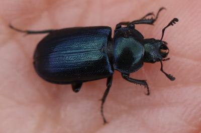 <i>Platycerus caraboides</i>
