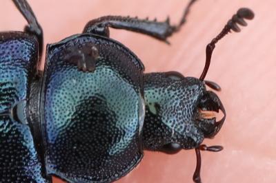 <i>Platycerus caraboides</i>