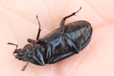 <i>Platycerus caraboides</i>