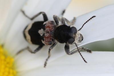 Clairon mutile