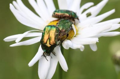 <i>Cetonia aurata</i>