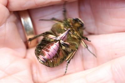 <i>Cetonia aurata</i>
