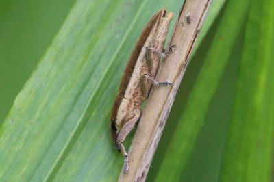 <i>Lixus</i>