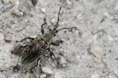 <i>Phyllobius pyri</i>