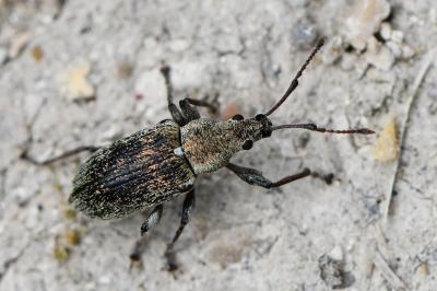 <i>Phyllobius pyri</i>