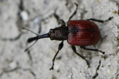 <i>Tatianaerhynchites aequatus</i>