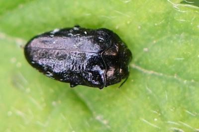 Trachys minutus