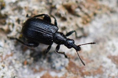 <i>Deporaus betulae</i>