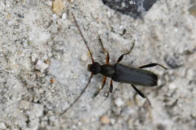 <i>Grammoptera ruficornis</i>