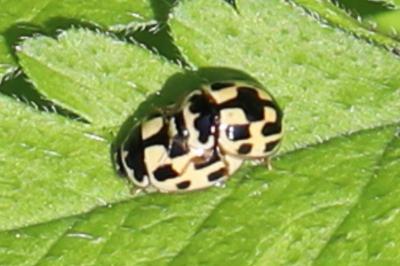Coccinelle à damier