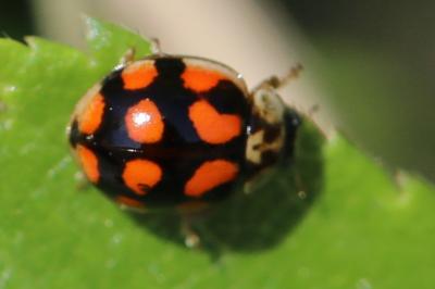 <i>Adalia decempunctata</i>