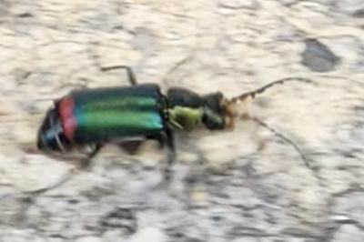 <i>Malachius bipustulatus</i>
