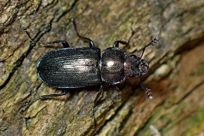 <i>Platycerus caraboides</i>