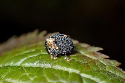 Cionus scrophulariae