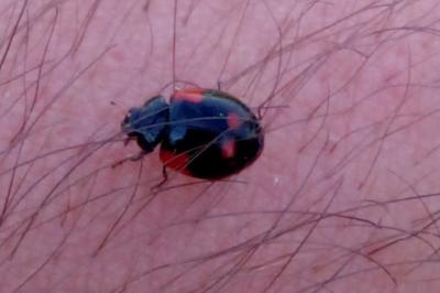 <i>Adalia bipunctata</i>
