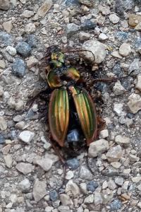 <i>Carabus auratus</i>