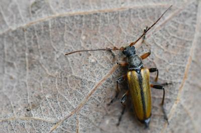 <i>Cortodera humeralis</i>