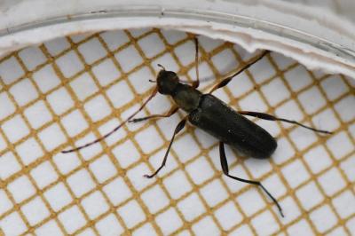 <i>Grammoptera ruficornis</i>