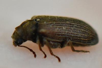 <i>Grynobius planus</i>